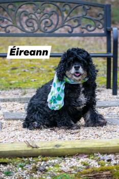 Cocker Spaniel Dogs Available for Adoption - Eireann | PetCurious