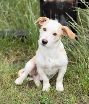 Nash -  Dachshund and Wirehaired Terrier Dog for Adoption in Battle Creek, Michigan - Nash | PetCurious