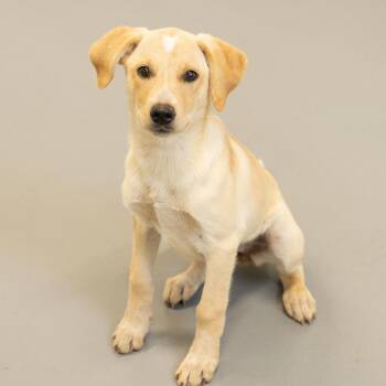 Ally -  Mixed Breed Dog for Adoption in Cape Girardeau, Missouri - Ally | PetCurious