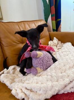 Cat Woman Super Hero -  Black Labrador Retriever and Pit Bull Terrier Dog for Adoption in Friendswood, Texas - Cat Woman Super Hero | PetCurious