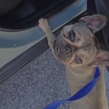 French Bulldog Dogs Available for Adoption in Arlington, Virginia - Petunia | PetCurious