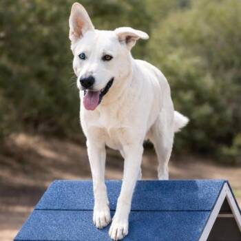 Brodi -  German Shepherd Dog and Siberian Husky Dog for Adoption in Las Vegas, Nevada - Brodi | PetCurious
