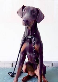 Doberman Pinscher Dogs Available for Adoption - LEELOO | PetCurious