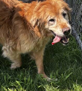 Honey -  Golden Retriever Dog for Adoption in New Windsor, New York - Honey | PetCurious