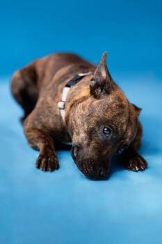 MILLIE -  Terrier Dog for Adoption in Pegram, Tennessee - MILLIE | PetCurious