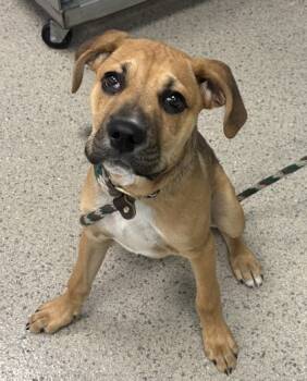 Rescue Black Mouth Cur and Mixed Breed Dogs for Adoption in Fishers, Indiana - Saffron | PetCurious