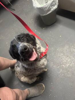 Border Collie and Australian Cattle Dog Blue Heeler Dogs Available for Adoption in Aurora, Colorado - Cannoli | PetCurious