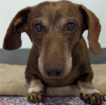 Cooper in NY -  Dachshund Dog for Adoption in Shelbyville, Tennessee - Cooper In NY | PetCurious