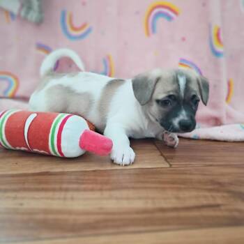 Chihuahua and Mixed Breed Dogs Available for Adoption in Shorewood, Illinois - Tiger | PetCurious