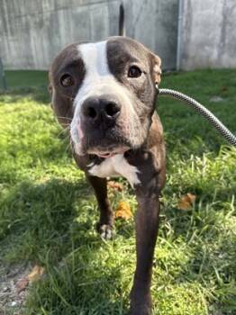 Rescue Pit Bull Terrier and Mixed Breed Dogs for Adoption in Valley View, Ohio - Secretary | PetCurious