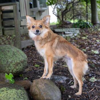Floof -  Pomeranian Dog for Adoption in Mckean, Pennsylvania - Floof | PetCurious