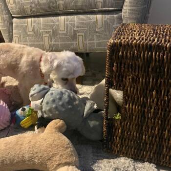 Farraday -  Poodle and Mixed Breed Dog for Adoption in Wake Forest, North Carolina - Farraday | PetCurious