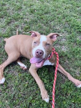 DUNE -  Pit Bull Terrier Dog for Adoption in Charlotte, North Carolina - DUNE | PetCurious