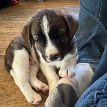 Border Collie and Labrador Retriever Dogs Available for Adoption - Franklin D11164 | PetCurious