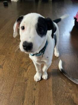 Olaf -  Mixed Breed Dog for Adoption in Hobart, Indiana - Olaf | PetCurious