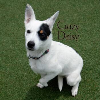 Crazy Daisy -  Australian Cattle Dog Blue Heeler Dog for Adoption in Parkersburg, West Virginia - Crazy Daisy | PetCurious