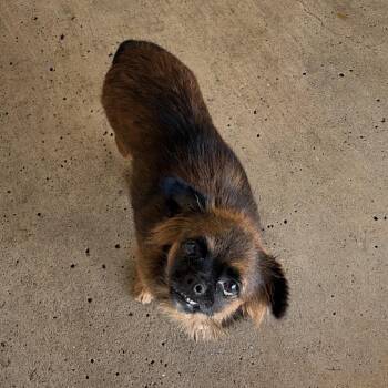 Neo -  Terrier and Mixed Breed Dog for Adoption in Edinburg, Texas - Neo | PetCurious