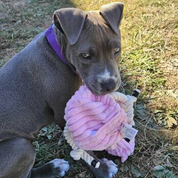 Glen -  Pit Bull Terrier Dog for Adoption in Johnson City, Tennessee - Glen | PetCurious
