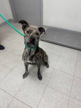 Mountain Cur Dogs Available for Adoption - Millie | PetCurious