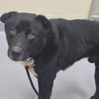 7/4/2026-Stray-WarmSpringsRoad -  Mixed Breed Dog for Adoption in Columbus, Georgia - 7/4/2026-Stray-WarmSpringsRoad | PetCurious