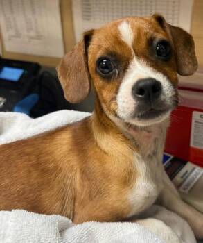 Mixed Breed Dogs Available for Adoption in Honolulu, Hawaii - Mango | PetCurious