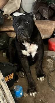 LUCIFER -  Mixed Breed Dog for Adoption in Dallas, Texas - LUCIFER | PetCurious