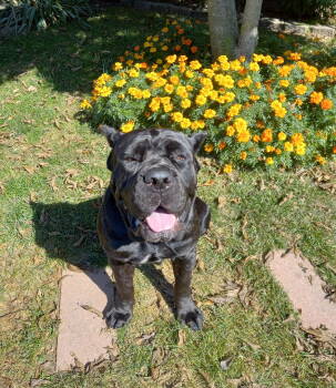 Rescue Cane Corso Dogs for Adoption in Belleville, Michigan - Gia | PetCurious