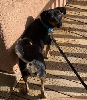 Rescue Terrier and Chihuahua Dogs for Adoption in Chinle, Arizona - Zia | PetCurious