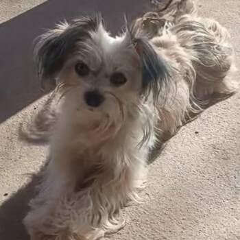 Yorkshire Terrier and Lhasa Apso Dogs Available for Adoption - Bad Benny | PetCurious