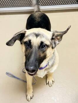 German Shepherd Dog and Mixed Breed Dogs Available for Adoption in South Bend, Indiana - Brutus | PetCurious