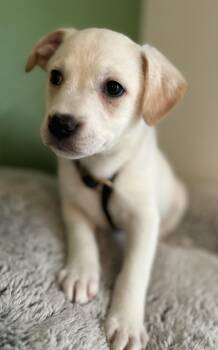 Jack Russell Terrier Dogs Available for Adoption - Cindy Loy | PetCurious