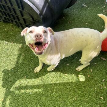 Butters -  Terrier Dog for Adoption in San Diego, California - Butters | PetCurious