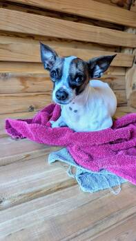 Panic at the Disco #1 -  Chihuahua and Miniature Pinscher Dog for Adoption in Denver, Colorado - Panic At The Disco #1 | PetCurious