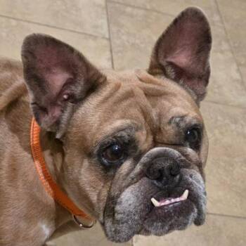 Ludo -  French Bulldog Dog for Adoption in Austin, Texas - Ludo | PetCurious
