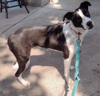 Percy -  Border Collie Dog for Adoption in Brooklyn Center, Minnesota - Percy | PetCurious