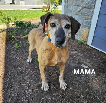 Rescue Plott Hound Dogs for Adoption in Maryville, Tennessee - Momma | PetCurious