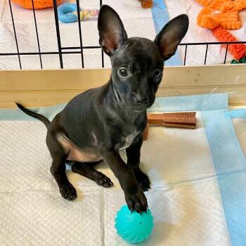 Zucchini -  Chihuahua Dog for Adoption in Allen, Texas - Zucchini | PetCurious
