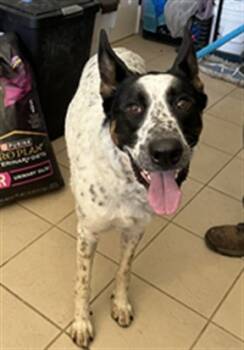 Rescue Catahoula Leopard Dog Dogs for Adoption in Ojai, California - RICKY BOBBY | PetCurious