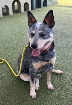 *Willy* -  Australian Cattle Dog Blue Heeler Dog for Adoption in Salt Lake City, Utah - *Willy* | PetCurious