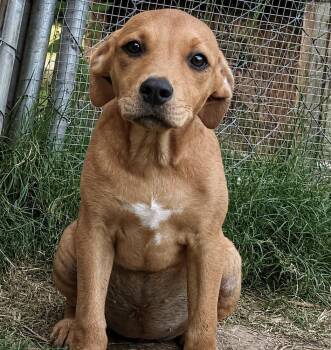 Rosie - hound litter of 9 -  Hound Dog for Adoption in Horn Lake, Mississippi - Rosie - Hound Litter Of 9 | PetCurious
