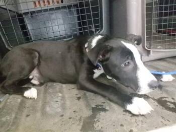 Pit Bull Terrier and Mixed Breed Dogs Available for Adoption - BOSS | PetCurious