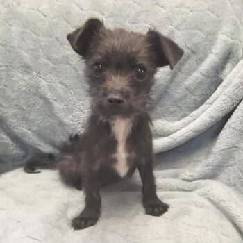 Terrier Dogs Available for Adoption - PeeWee RP | PetCurious