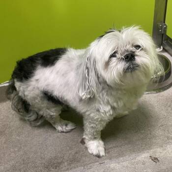 Yoshi -  Shih Tzu and Maltese Dog for Adoption in Spokane, Washington - Yoshi | PetCurious