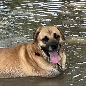 TINY, a big Sweetie -  Mastiff and American Bulldog Dog for Adoption in Houston, Texas - TINY, A Big Sweetie | PetCurious