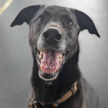 Tillie -  Black Labrador Retriever Dog for Adoption in Dover, New Hampshire - Tillie | PetCurious