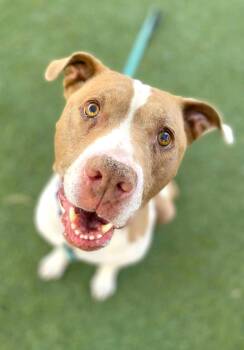 Rescue Pit Bull Terrier Dogs for Adoption in Las Vegas, Nevada - BELLA | PetCurious