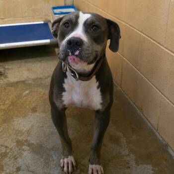 Tish -  Mixed Breed Dog for Adoption in Corinth, Mississippi - Tish | PetCurious
