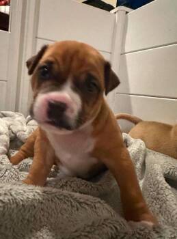 Magnolia -  Terrier Dog for Adoption in El Dorado, Arkansas - Magnolia | PetCurious