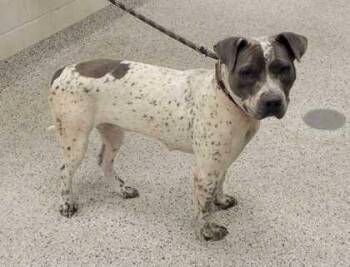 Glitter -  Pit Bull Terrier and Mixed Breed Dog for Adoption in Kansas City, Missouri - Glitter | PetCurious