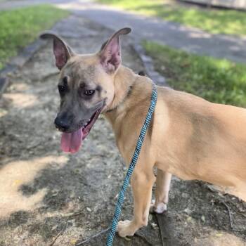 Rescue Pit Bull Terrier and Shepherd Dogs for Adoption in San Jacinto, California - Chip | PetCurious